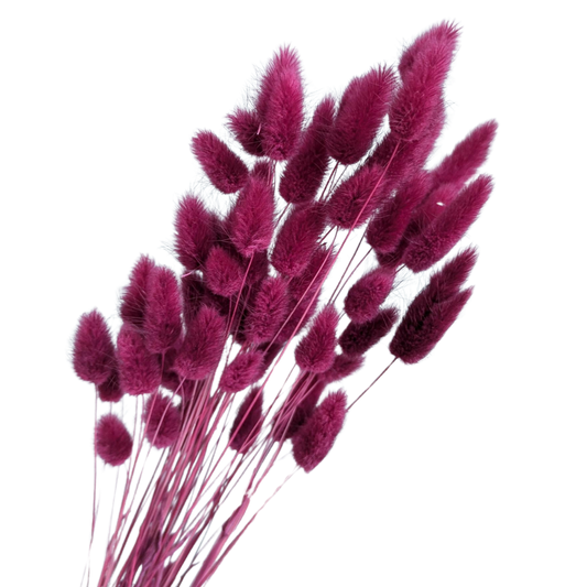 Preserved Bunny Tails Lagurus, 40cm, 30 stems, Wine Red