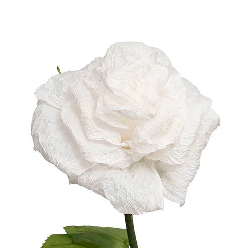 Large Romantic Paper Flower Rose Stem White (30cmDx130cmH)
