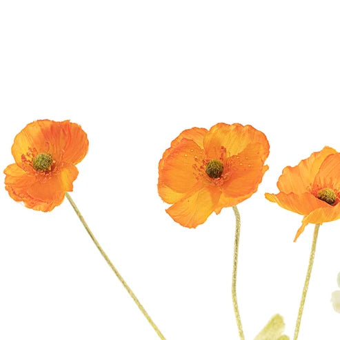 Poppy Spray 4x Flowers Yellow Centre Orange