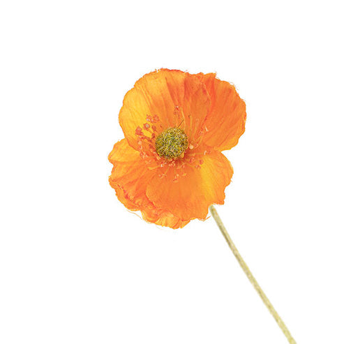 Poppy Spray 4x Flowers Yellow Centre Orange