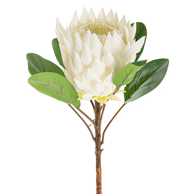 Artificial Protea Magnifica Stem White (14cmDx69cmH)