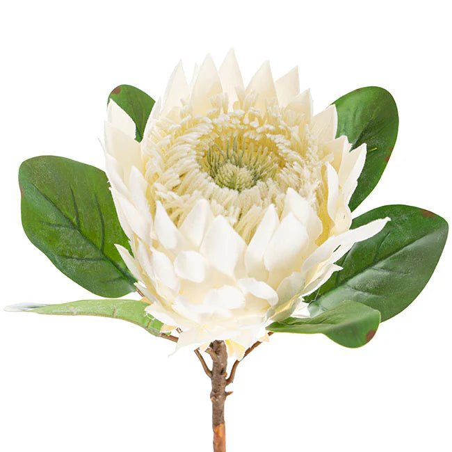 Artificial Protea Magnifica Stem White (14cmDx69cmH)
