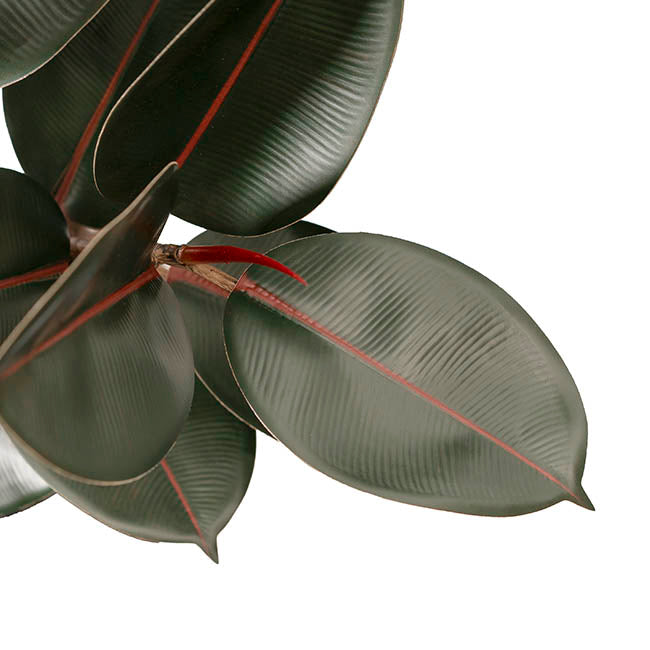 Premium Real Touch Artificial Rubber Tree Green (120cmH)