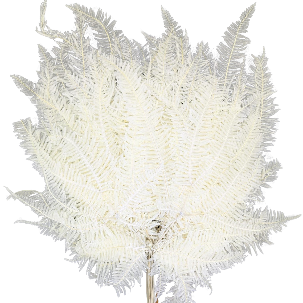 Preserved Mountain Fern, 20 stems, 40cm, White