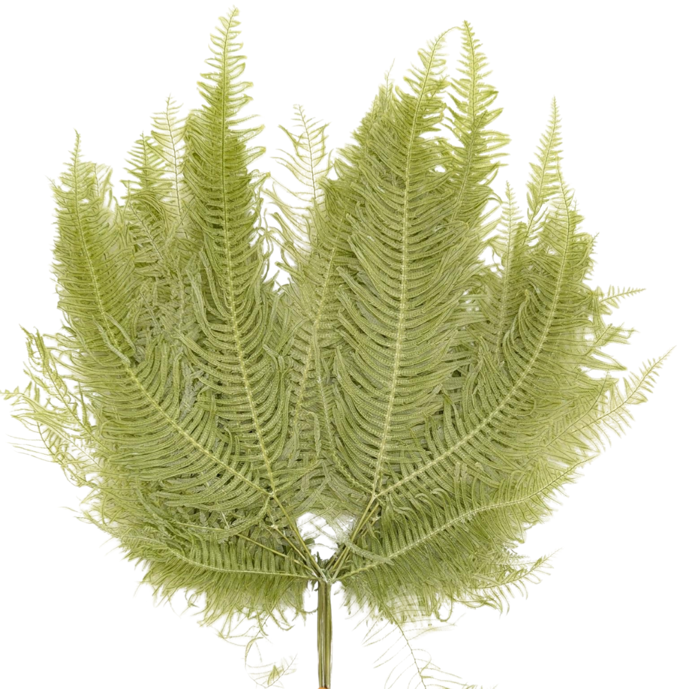 Preserved Mountain Fern, 10 stems, 40cm, Green