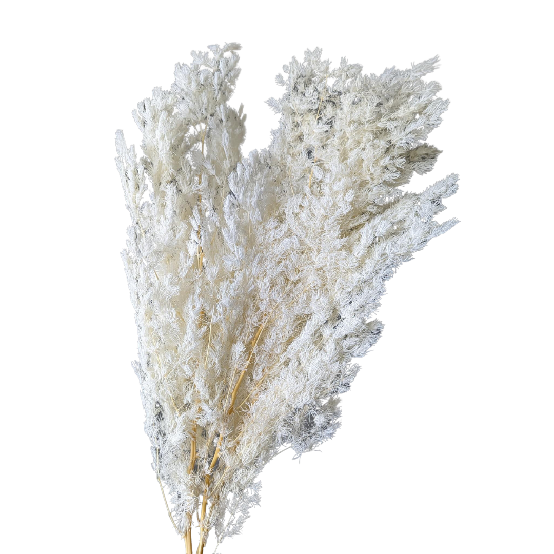 Preserved Ming Fern, 100 gram, 55cm, Cream White