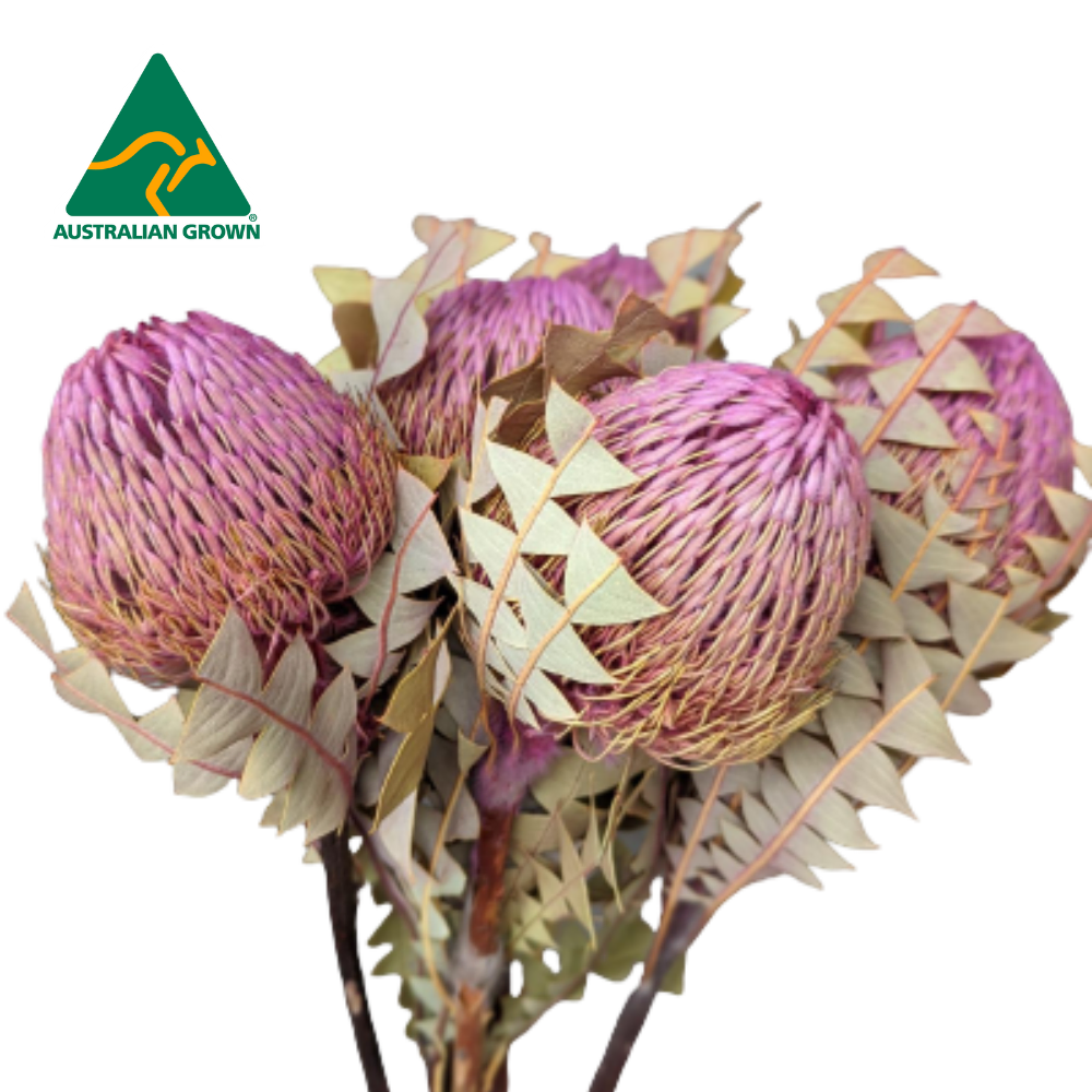 Australian Dried Banksia Baxteri Dyed Pink, 40cm, 5 stem bunches (Low Stock)