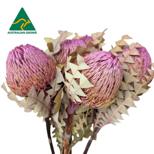 Australian Dried Banksia Baxteri Dyed Pink, 40cm, 5 stem bunches (Low Stock)