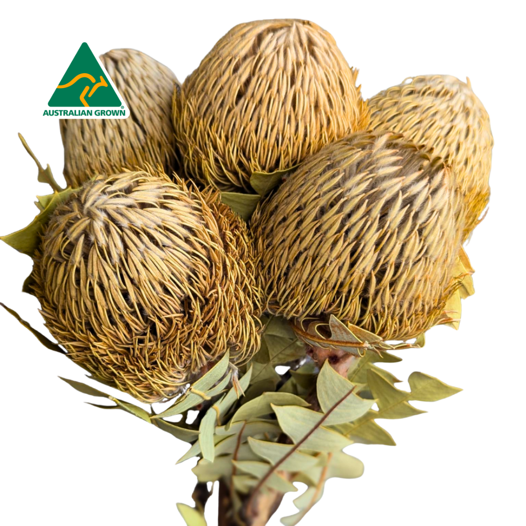 Australian Dried Banksia Baxteri, 5 stems, 40cm, Natural
