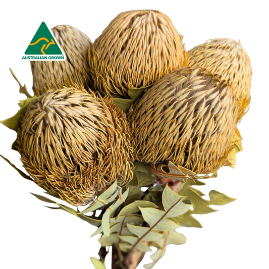 Australian Dried Banksia Baxteri, 5 stems, 40cm, Natural