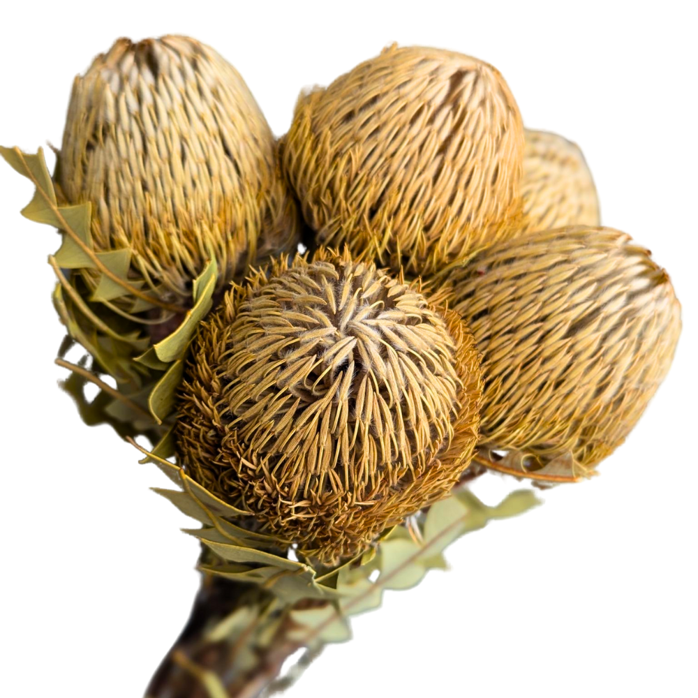 Australian Dried Banksia Baxteri, 5 stems, 40cm, Natural