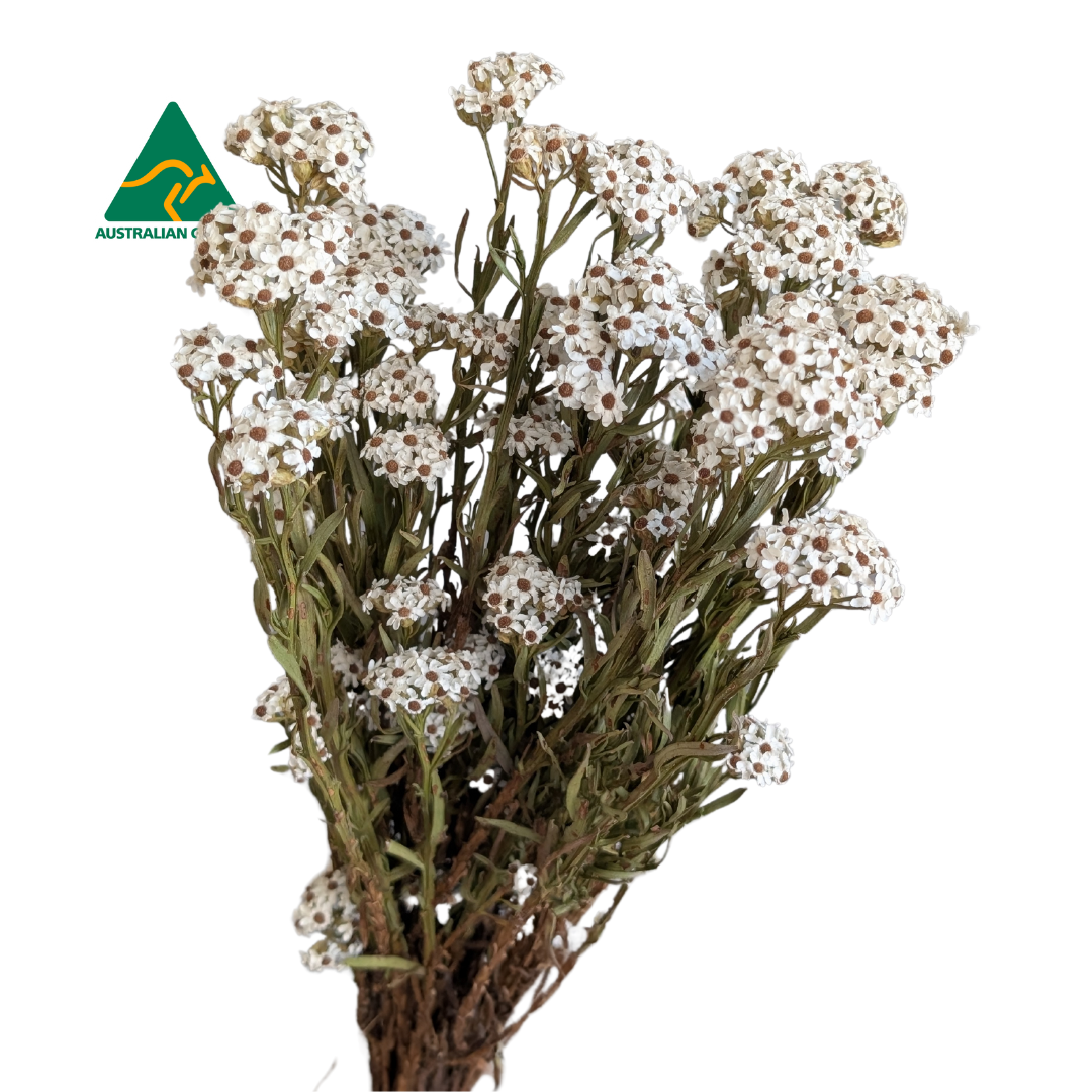 Dried Daisy, 10 stems, 50cm, White
