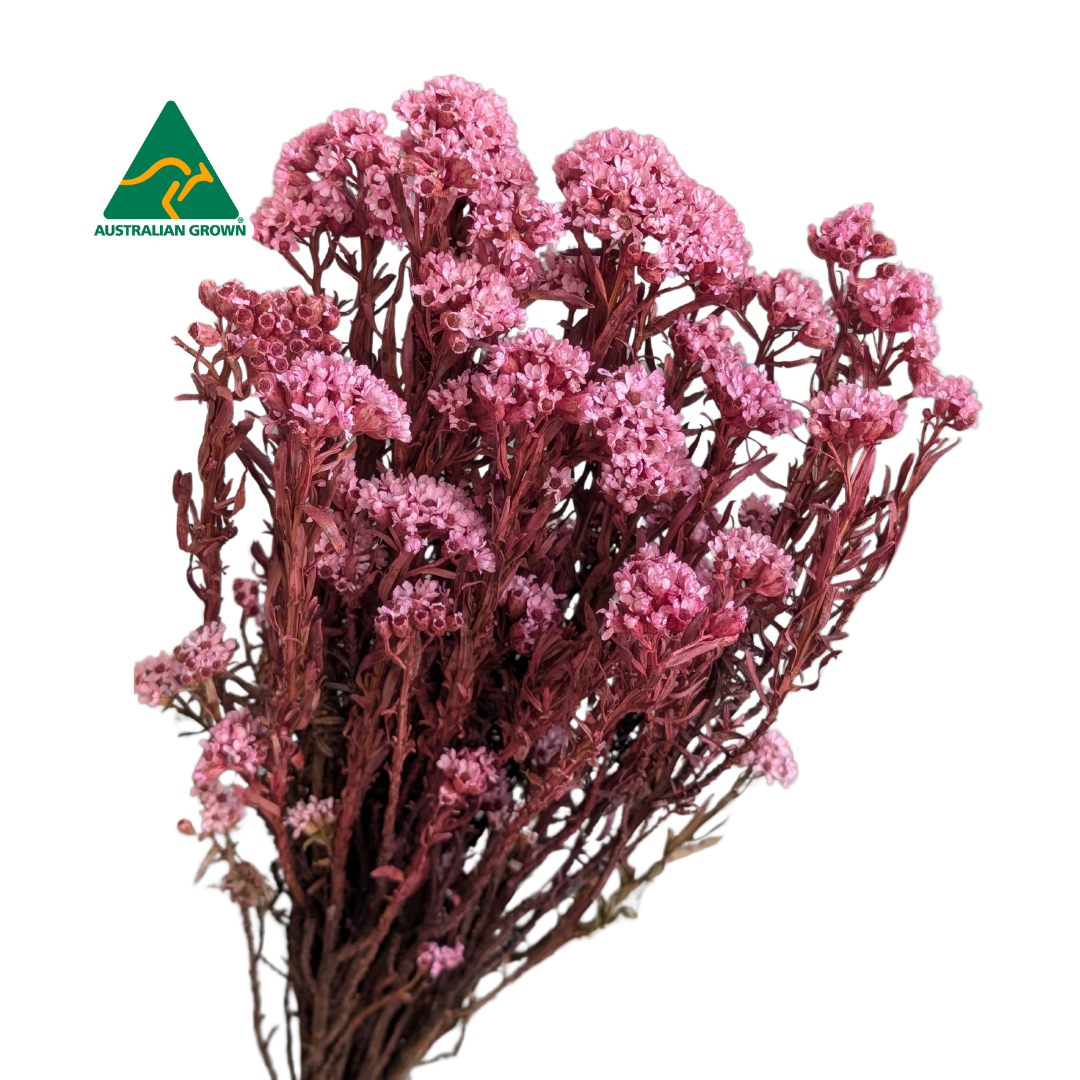 Australian Dried Ixodia, 10 stems, 40cm, Pink