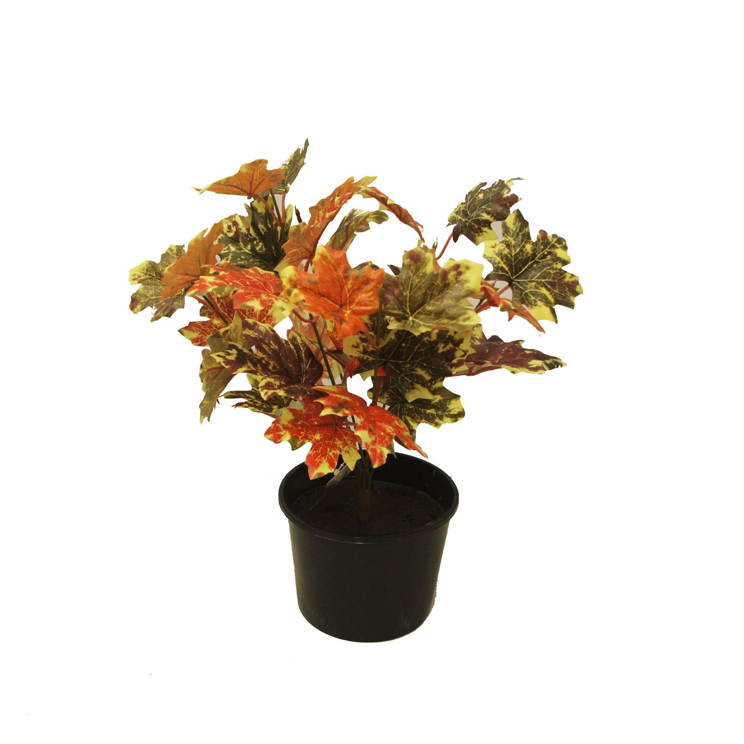 Autumn Bush 37cm Potted