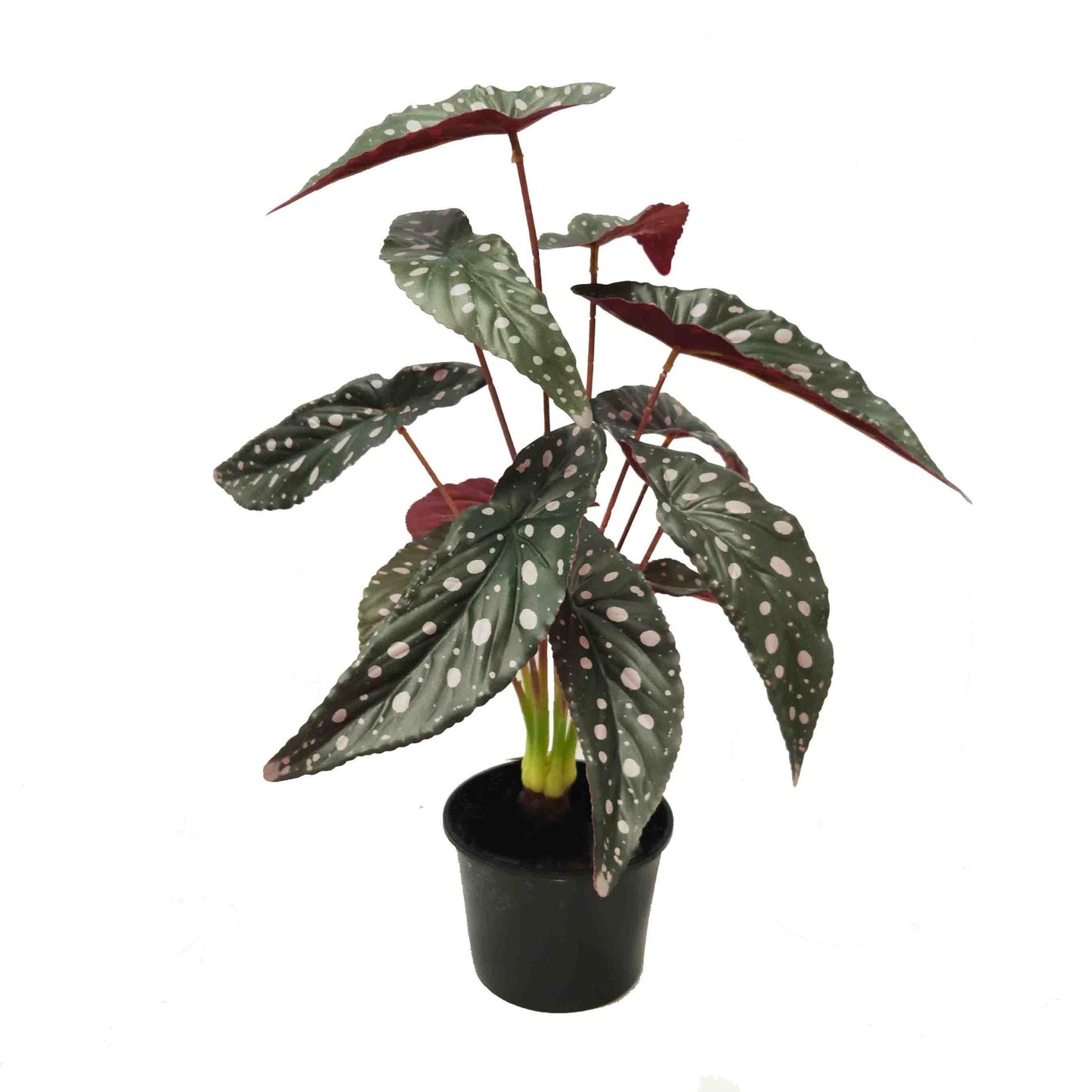 Begonia Maculata Bush 48cm Potted