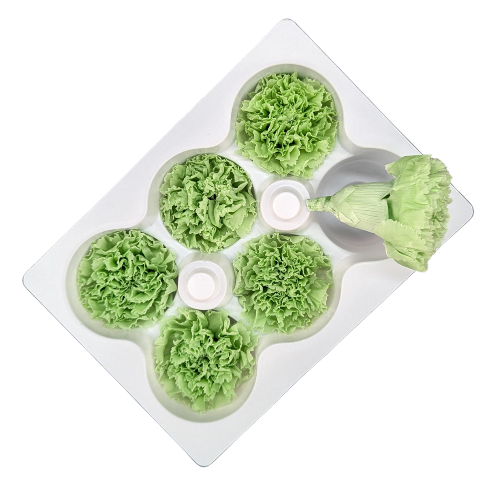 Preserved Carnations, 5cm, 6 blooms, Lime Green