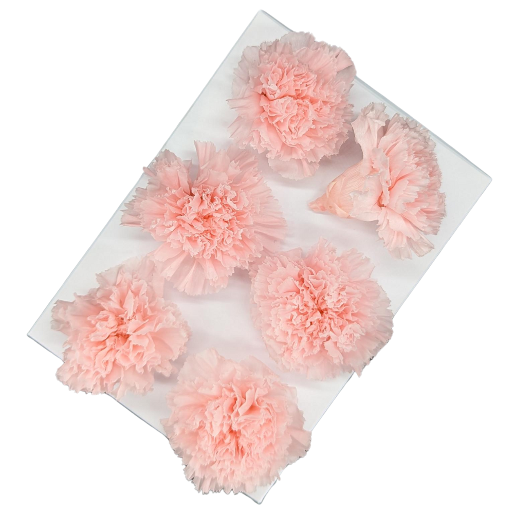 Preserved Carnations, Pink Champagne - 6 Blooms - 5cm
