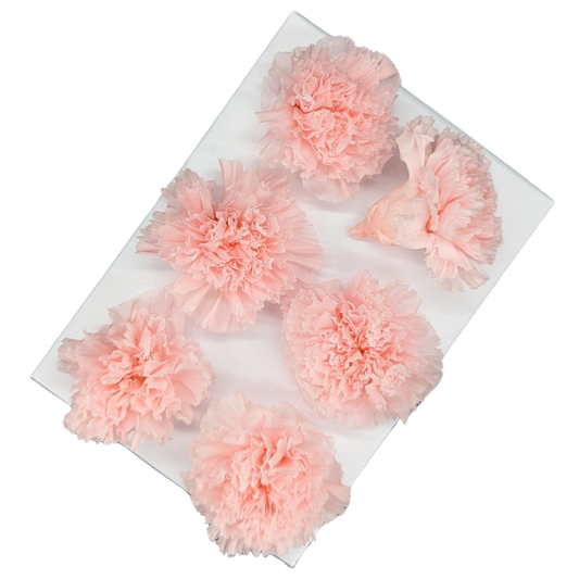 Preserved Carnations, Pink Champagne - 6 Blooms - 5cm