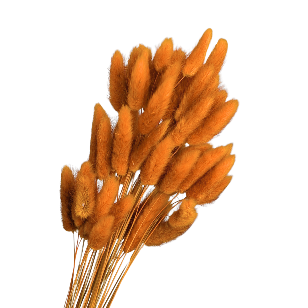 Preserved Bunny Tails, 60 stems, 50cm, Bronze