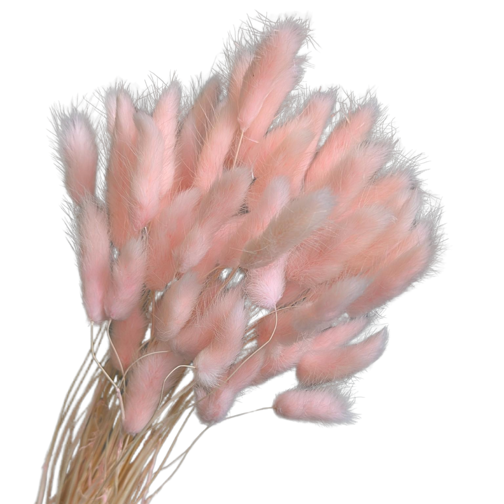 Preserved Bunny Tails, 60 stems, 50cm, Pink