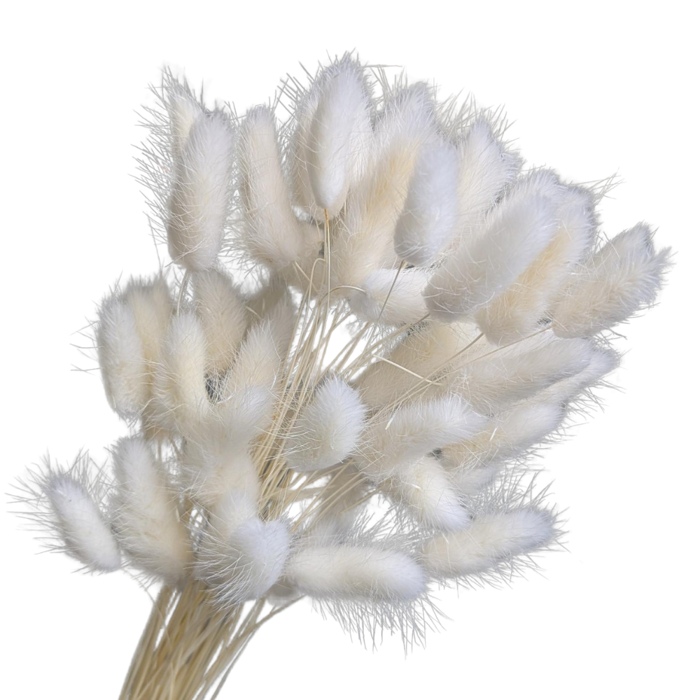 Preserved Bunny Tails, 60 stems, 50cm, White