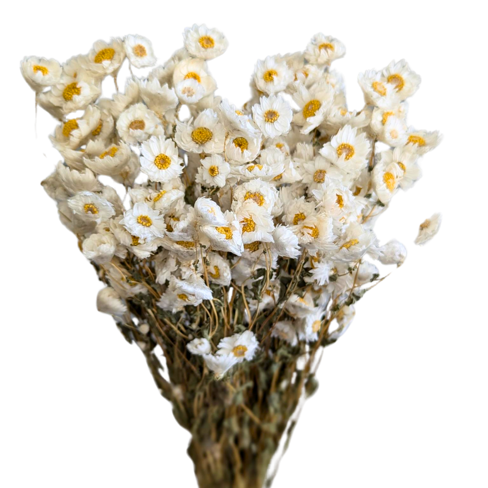 Dried Daisy, 10 stems, 50cm, White