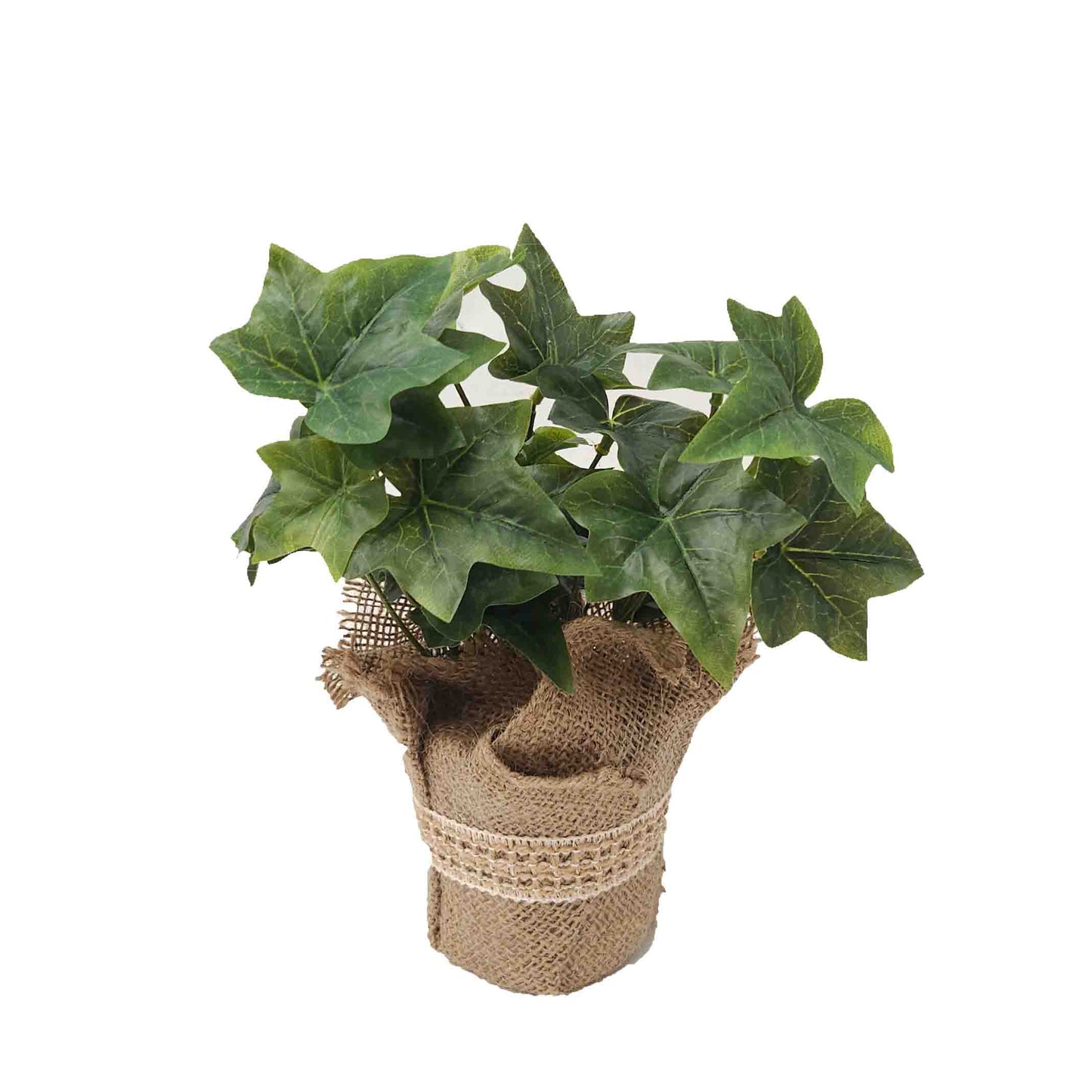 Ivy Plant Potted 25cm