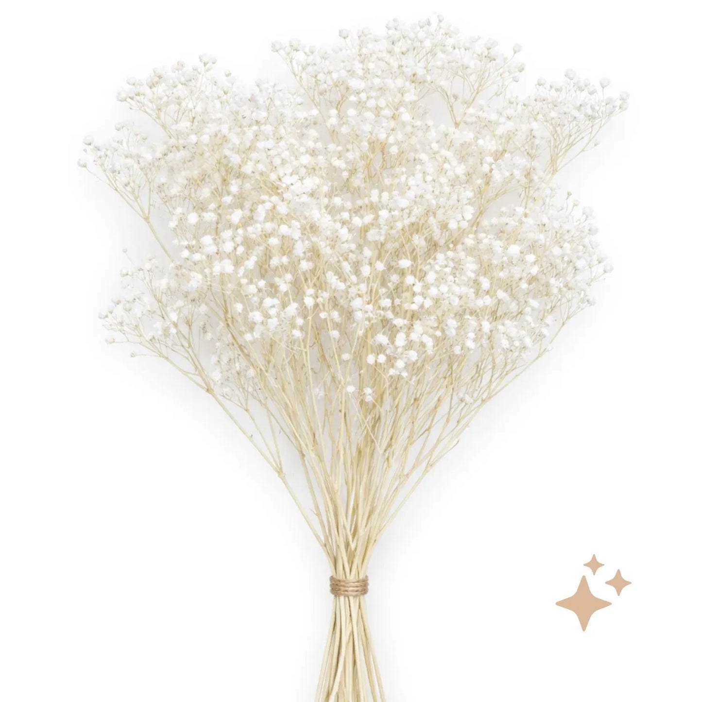 Preserved Xlence Gypsophila, 5 stems, 60cm, Pure White
