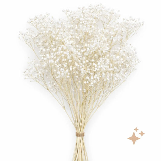 Preserved Xlence Gypsophila, 5 stems, 60cm, Pure White