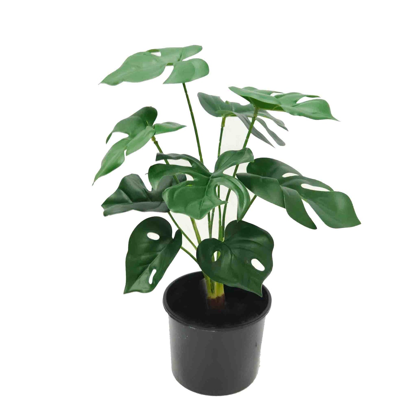 Monstera Bush 40cm Potted