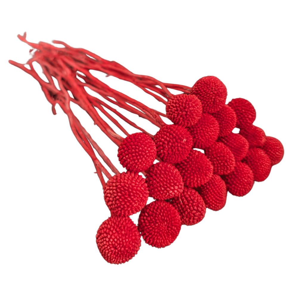 Preserved Billy Button, 20 stems, 50cm, Burgundy