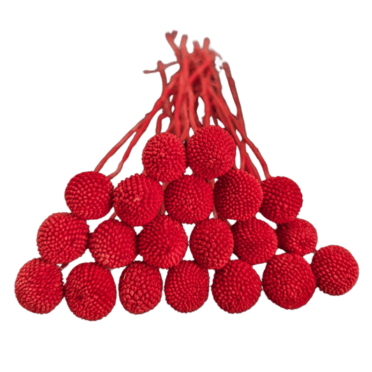 Preserved Billy Button, 20 stems, 50cm, Burgundy