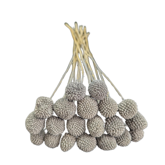 Preserved Billy Button, 20 stems, 50cm, Grey