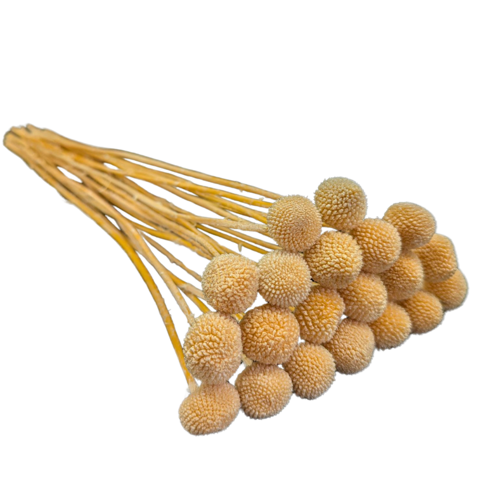 Preserved Billy Button, 20 stems, 50cm, Peach