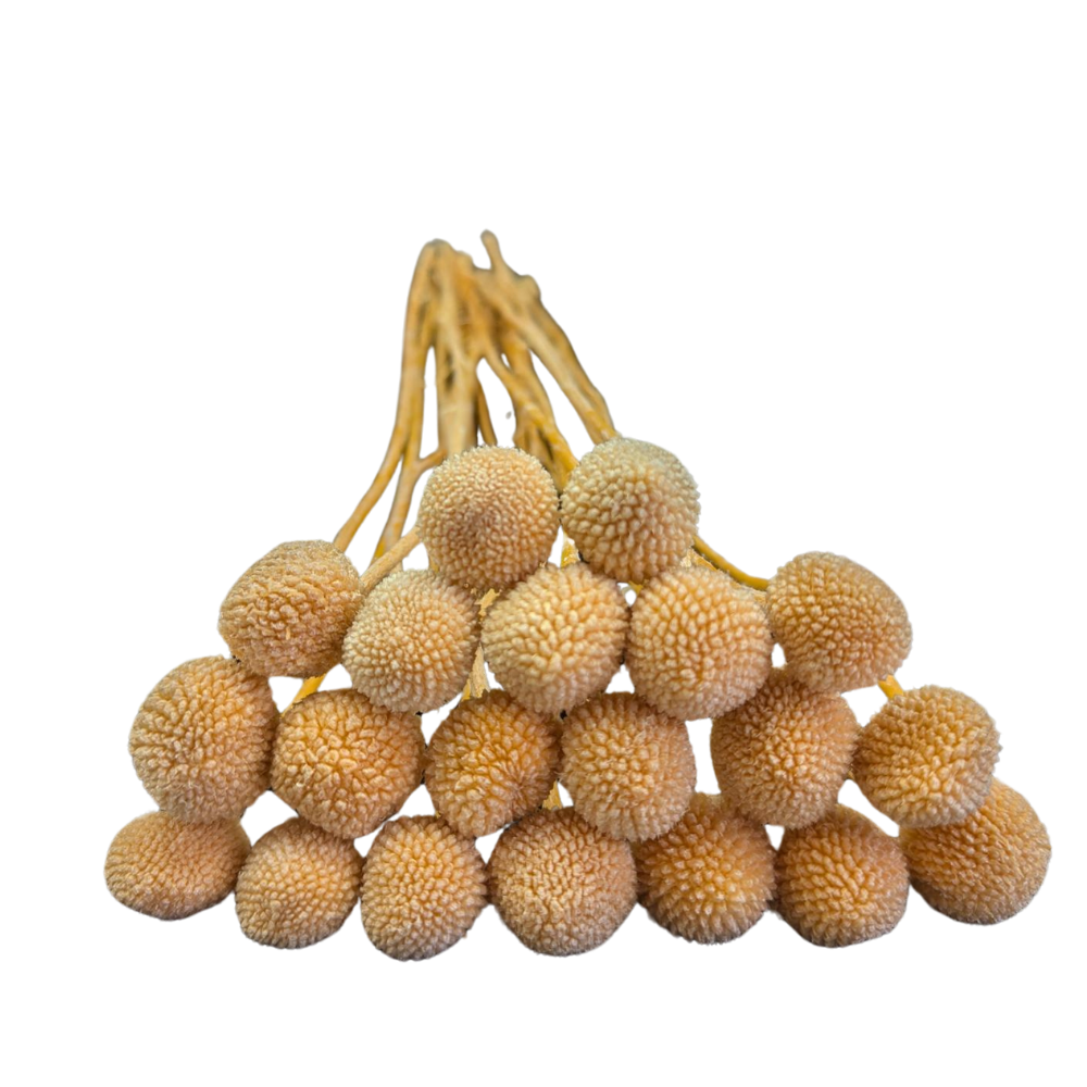 Preserved Billy Button, 20 stems, 50cm, Peach