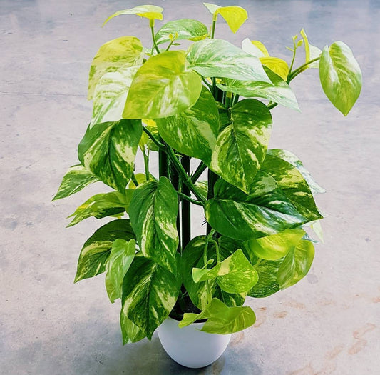 Pothos Plant Potted 35cm