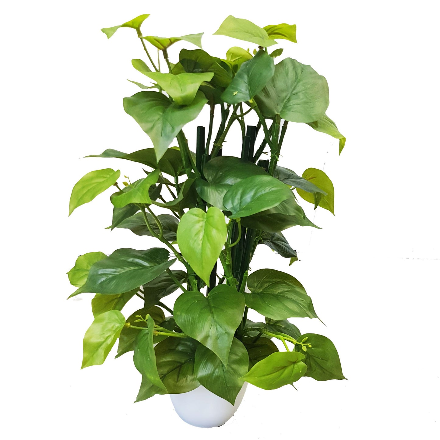 Philo Plant Potted 35cm