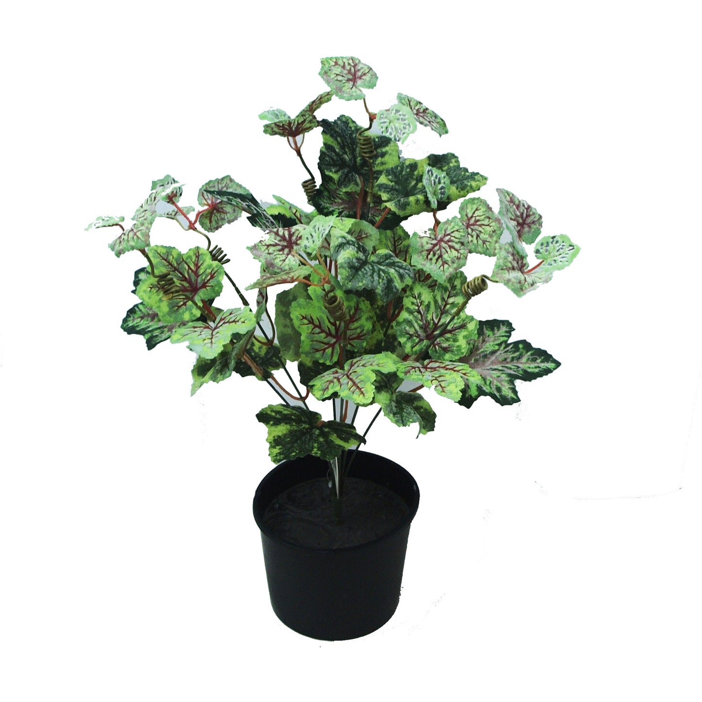 Pink Caladium Bush 49cm Potted