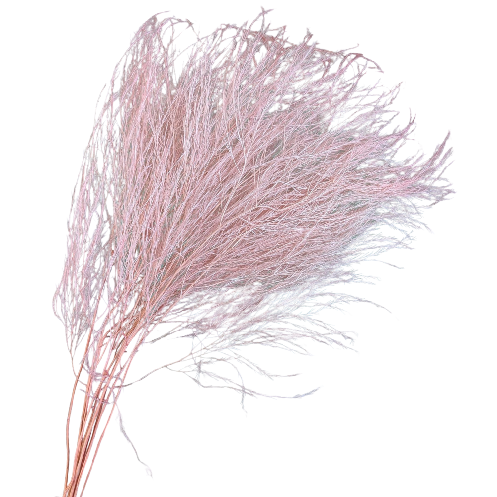 Preserved Tiki Fern, 10 stems, 55cm, Pale Pink
