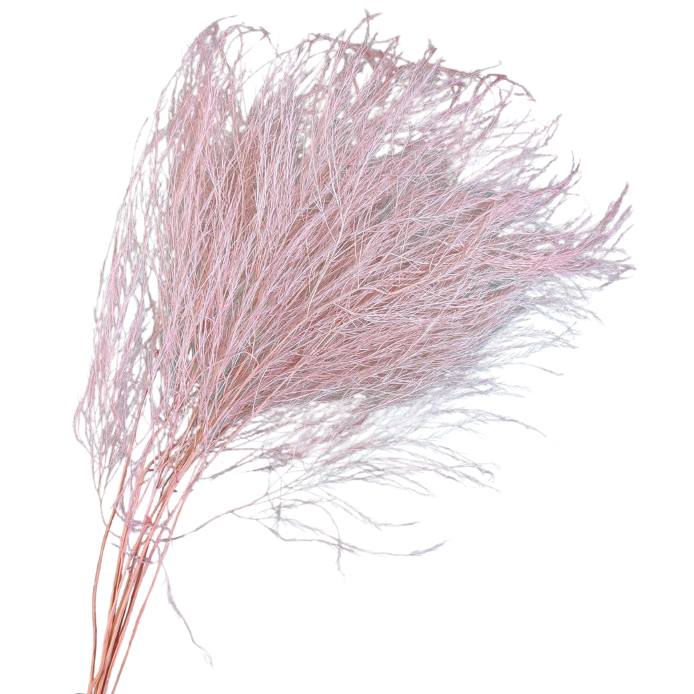 Preserved Tiki Fern, 10 stems, 55cm, Pale Pink