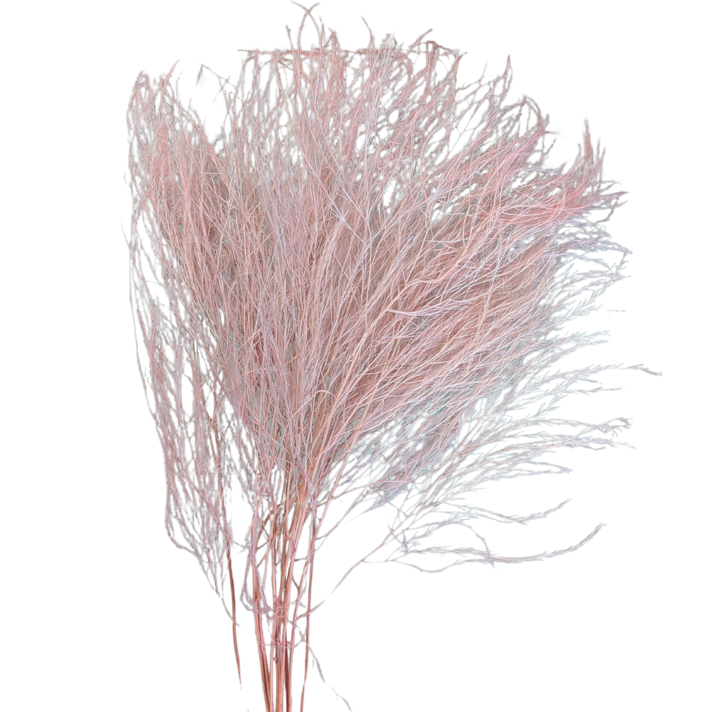 Preserved Tiki Fern, 10 stems, 55cm, Pale Pink