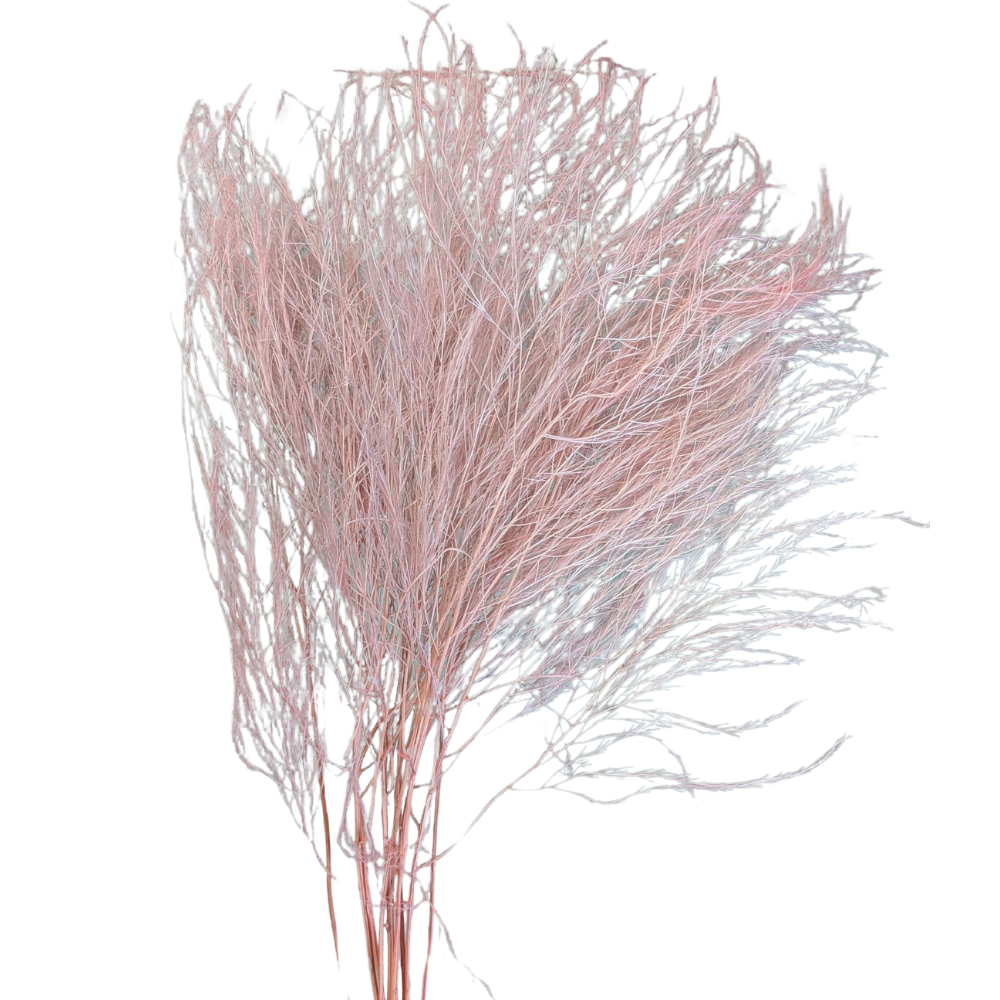 Preserved Tiki Fern, 10 stems, 55cm, Pale Pink