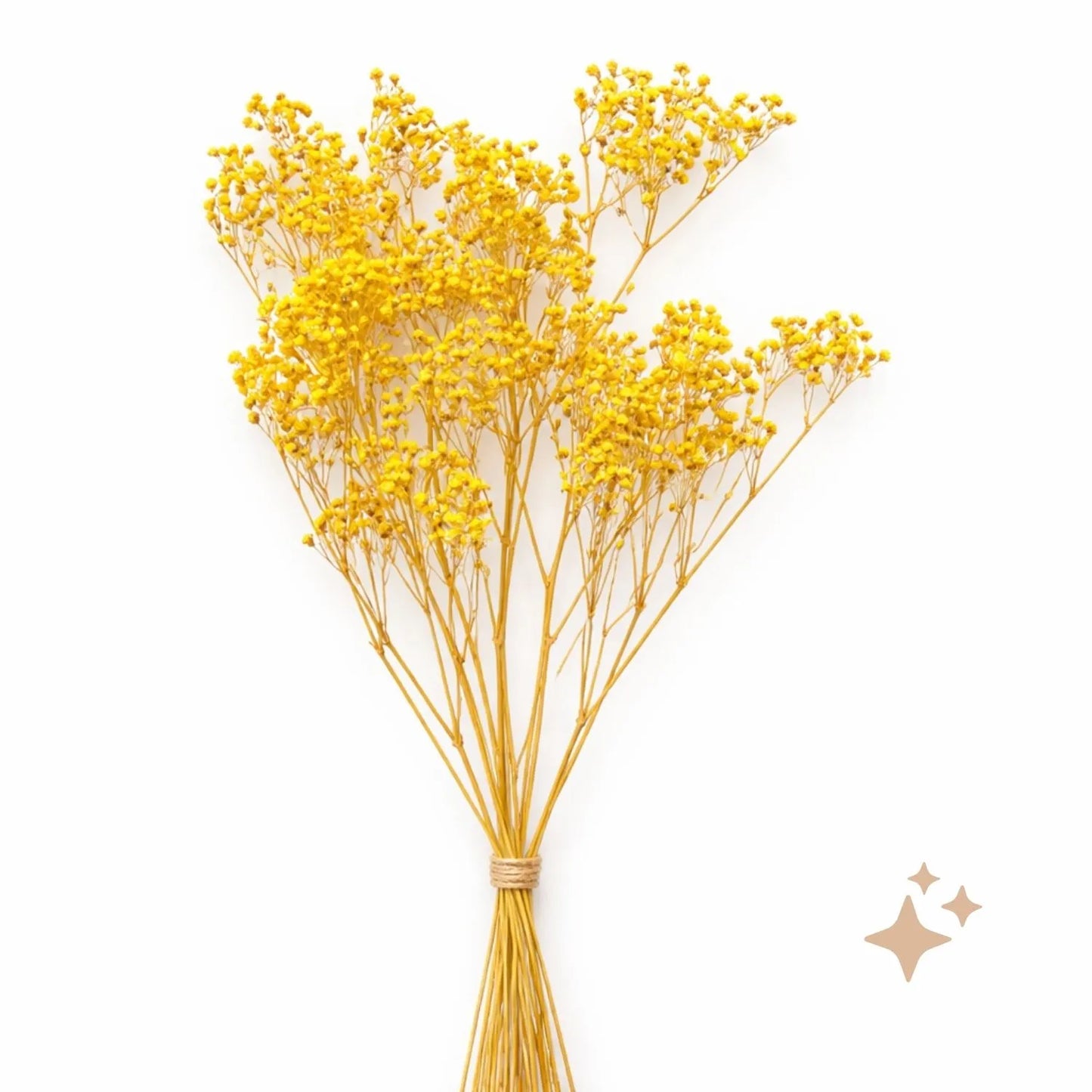 Preserved Gypsophila Xlence, 4 stems, 60cm, Canary Yellow