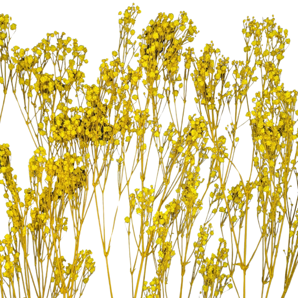 Preserved Gypsophila Xlence, 4 stems, 60cm, Canary Yellow