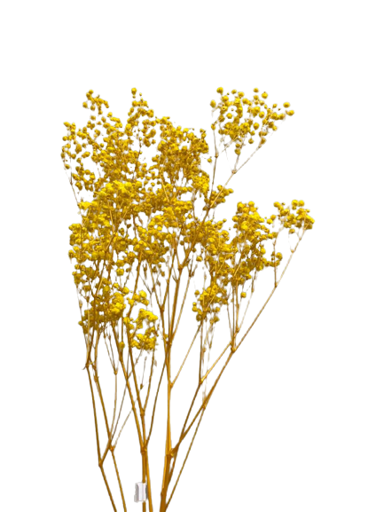 Preserved Gypsophila Xlence, 4 stems, 60cm, Canary Yellow