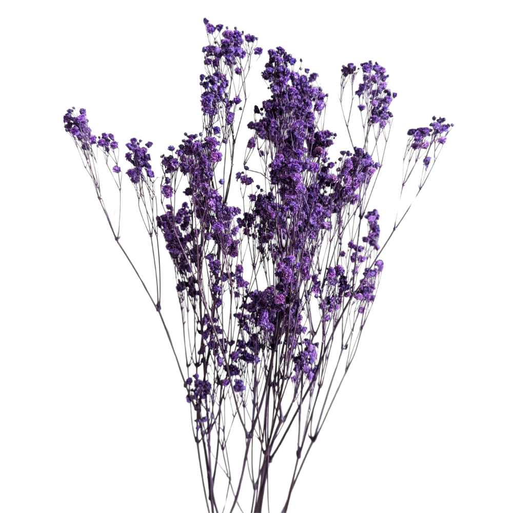Preserved Gypsophila Xlence, 4 stems, 60cm, Deep Lavender
