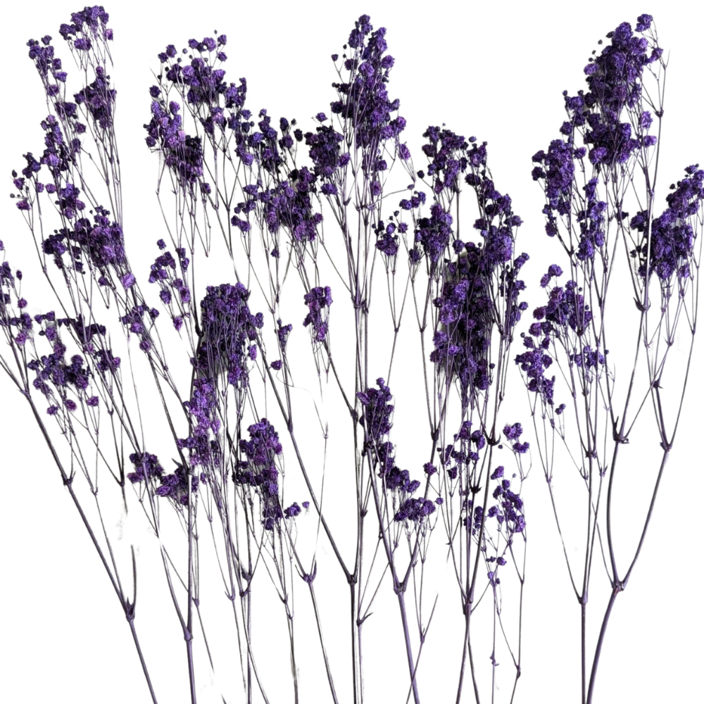 Preserved Gypsophila Xlence, 4 stems, 60cm, Deep Lavender