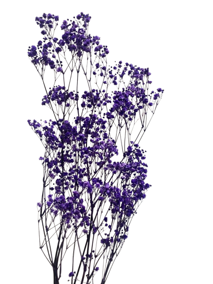 Preserved Gypsophila Xlence, 4 stems, 60cm, Deep Lavender