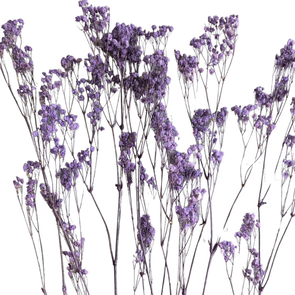 Preserved Gypsophila Xlence, 4 stems, 60cm, Lilac