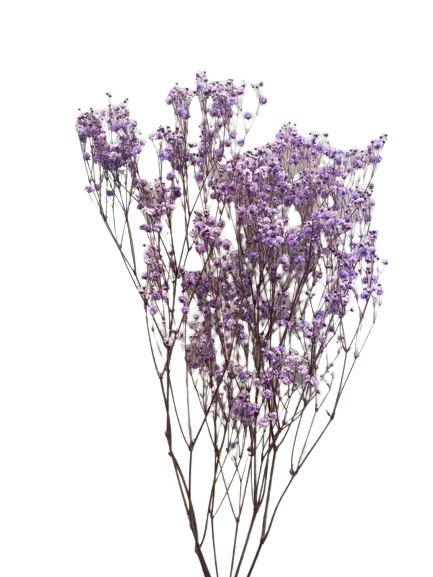 Preserved Gypsophila Xlence, 4 stems, 60cm, Lilac